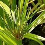 Cyperus papyrus Levél