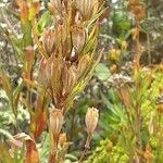 Oenothera tetragona Fruit