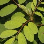 Indigofera hirsuta Hoja