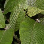 Psychotria pilosa Hoja