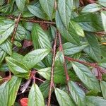 Cotoneaster salicifolius Leaf