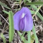 Centrosema virginianum Flor