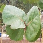 Coccoloba uvifera Fuelha