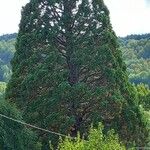 Sequoiadendron giganteumOther