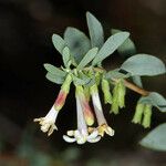 Symphoricarpos longiflorus Flower