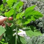 Chenopodium quinoa Лист