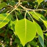 Ficus cordata Hoja