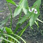 Sagittaria sagittifolia Leht