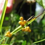 Carex aurea Fleur