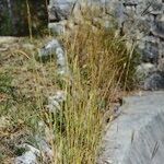 Andropogon distachyos Агульны выгляд