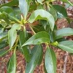 Myoporum laetum Leaf