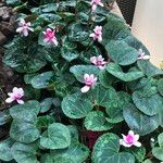 Cyclamen spp. Habitus