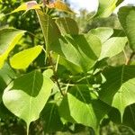 Triadica sebifera Feuille