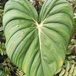 Philodendron gloriosum Fuelha