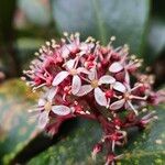 Skimmia japonica Kvet