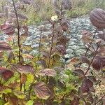 Cornus sanguineaKwiat