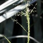 Eragrostis mexicana পাতা