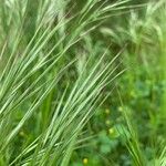 Bromus sterilis برگ