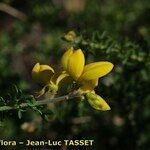 Adenocarpus foliolosus Flor