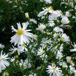 Symphyotrichum dumosum Flower