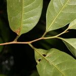 Sarcaulus brasiliensis Yaprak