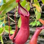Sarracenia purpurea 花
