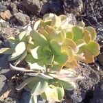 Aeonium valverdense 葉