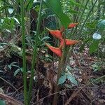 Heliconia wagneriana Kvet