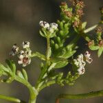 Caropsis verticillatoinundata Habitus