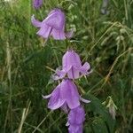 Campanula rapunculoidesFlower