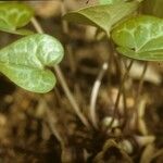 Asarum virginicum Habitus