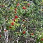 Sorbus aucupariaഫലം