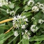 Allium ursinum Flower