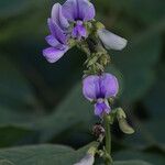 Neustanthus phaseoloides फूल