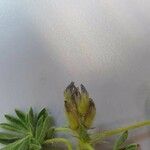 Lupinus micranthus 花