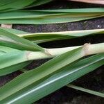 Miscanthus × longiberbisBlad