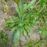 Erigeron floribundus Leaf