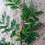 Acacia karroo List