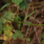 Ranunculus monspeliacus ഇല