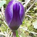 Crocus vernus Bloem