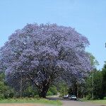 Jacaranda mimosifolia Habit