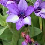 Babiana angustifolia Flower