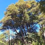 Nothofagus pumilio Habitat