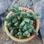 Gibbaeum petrense Hostoa