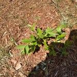 Vaccinium angustifolium Folha