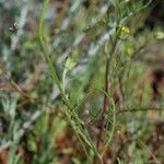 Chaenactis glabriuscula Fleur