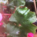 Begonia grandis Ліст