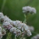 Antennaria dioica Flower