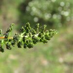 Anogramma leptophylla Fruit