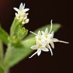 Stevia rebaudiana Flor